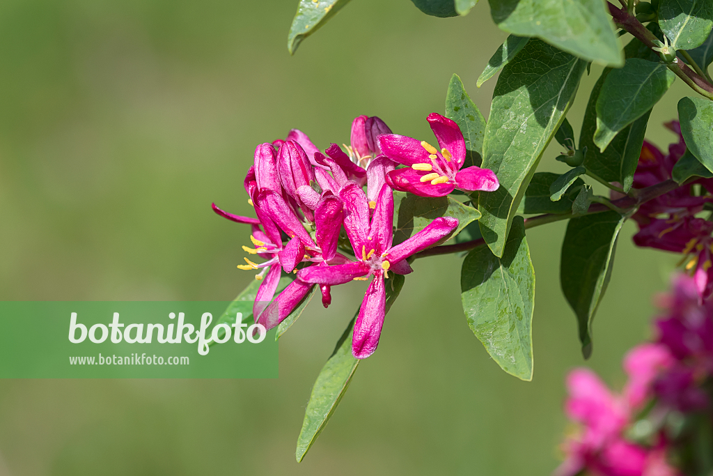 664239 - Chèvrefeuille de Tartarie (Lonicera tatarica 'Hack's Red')