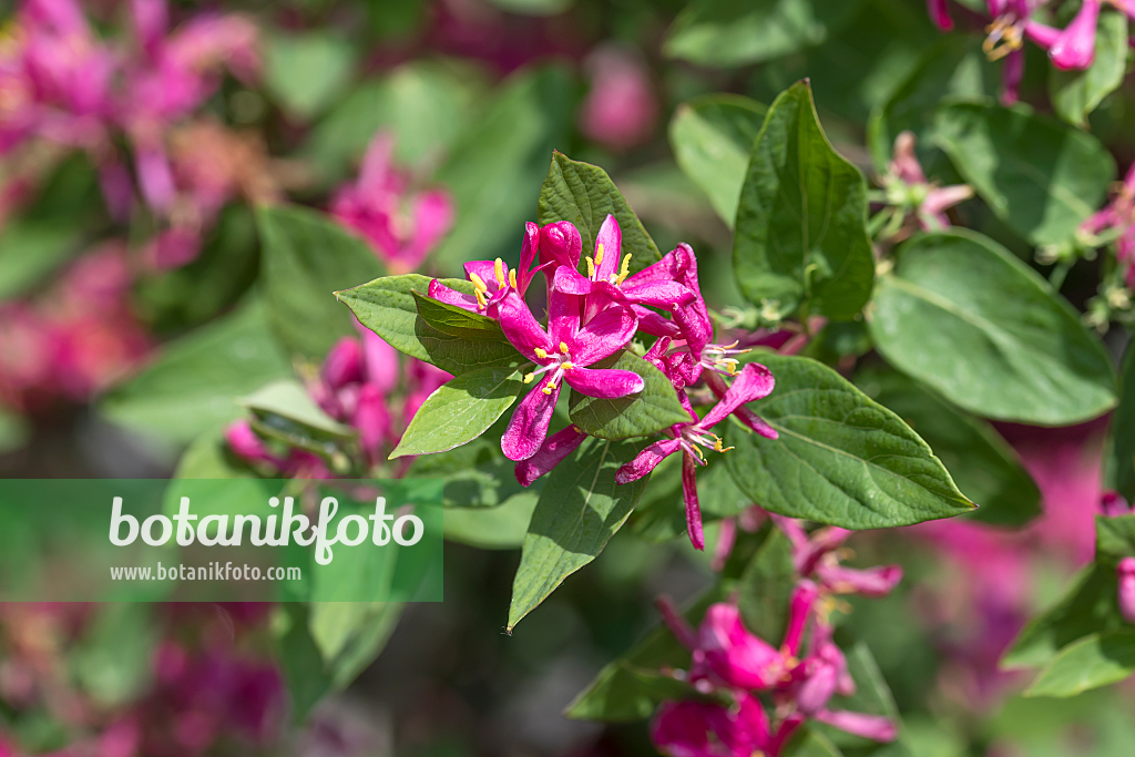 664240 - Chèvrefeuille de Tartarie (Lonicera tatarica 'Hack's Red')