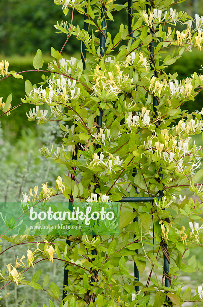 521228 - Chèvrefeuille des bois (Lonicera periclymenum 'Graham Thomas')
