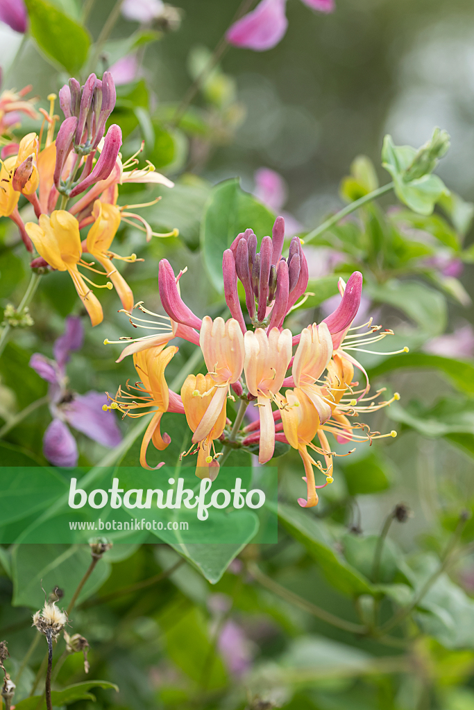 664241 - Chèvrefeuille (Lonicera x heckrottii 'Goldflame')