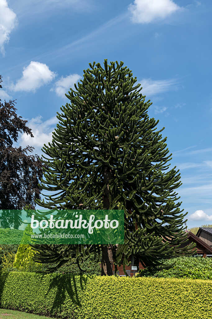 675016 - Chile pine (Araucaria araucana)