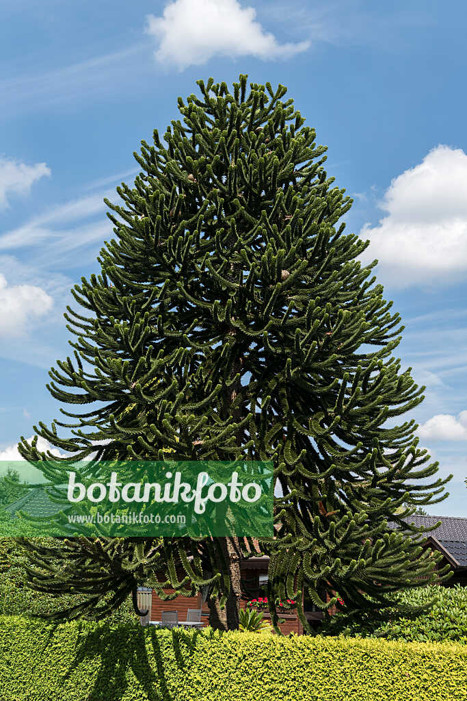 675017 - Chile pine (Araucaria araucana)