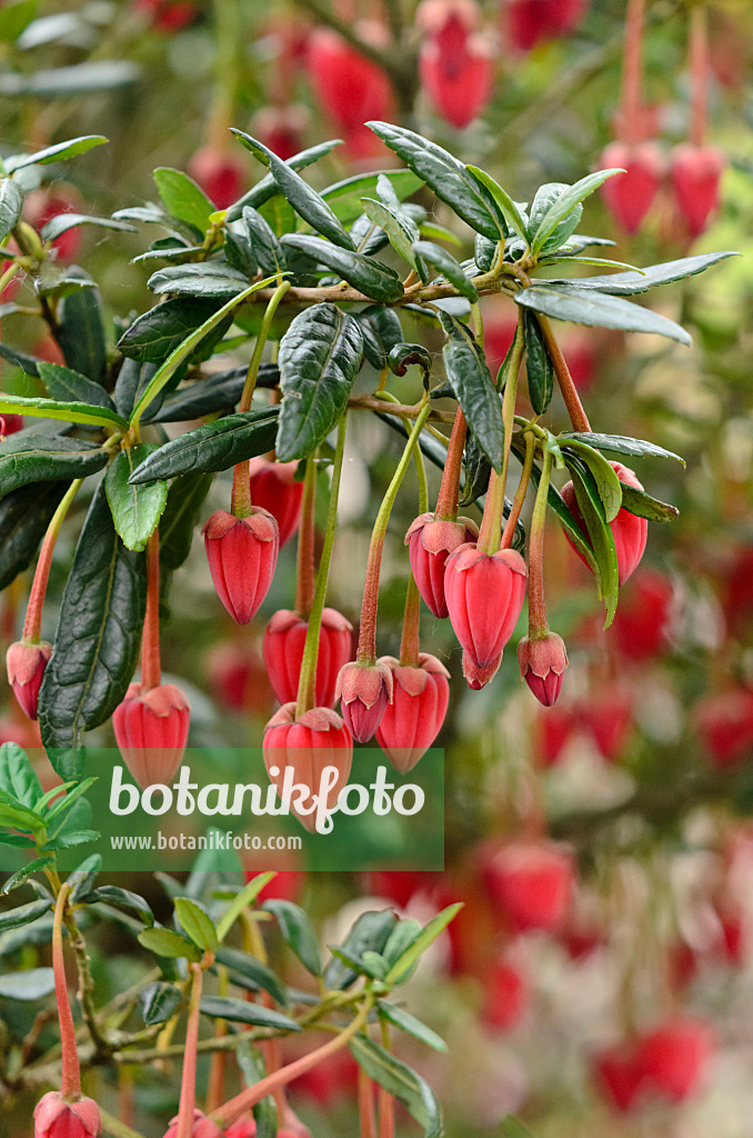 533363 - Chilean lantern tree (Crinodendron hookerianum)