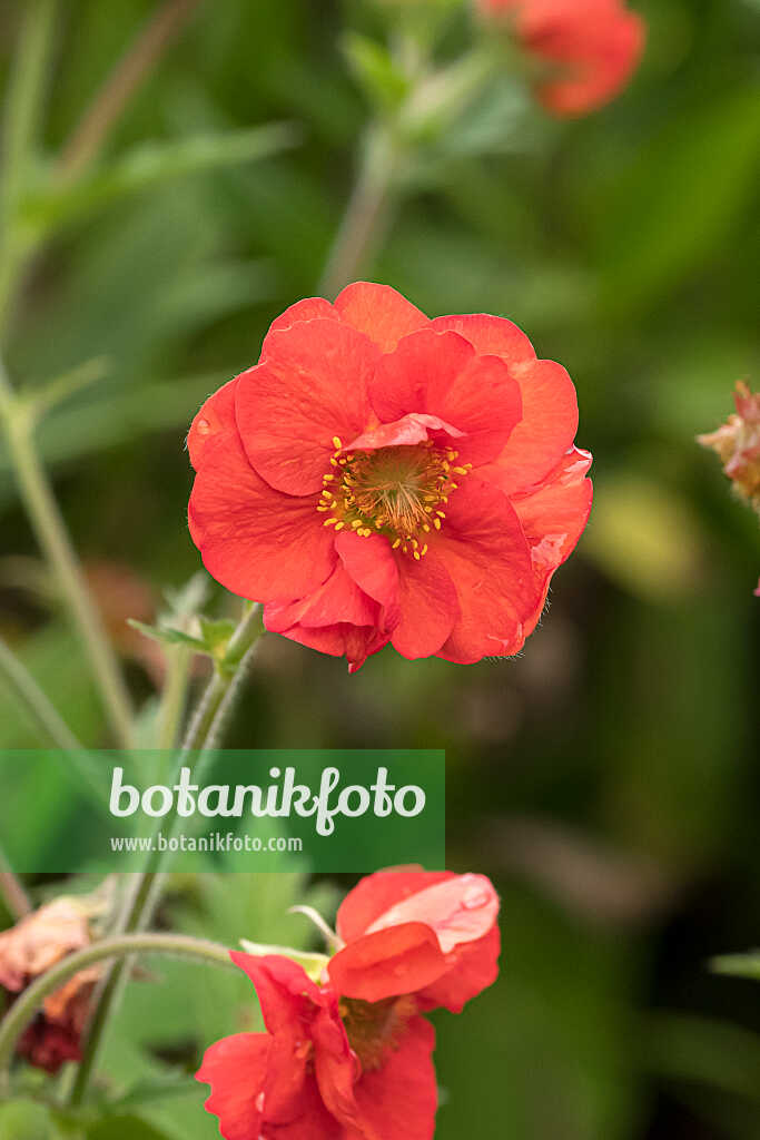 675040 - Chilenische Nelkenwurz (Geum chiloense 'Scarlet Tempest')