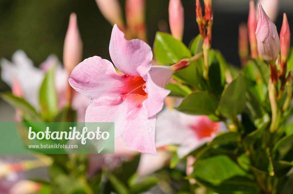 548027 - Chilenischer Jasmin (Mandevilla sanderi 'Sundaville Cream Pink' syn. Dipladenia sanderi 'Sundaville Cream Pink')