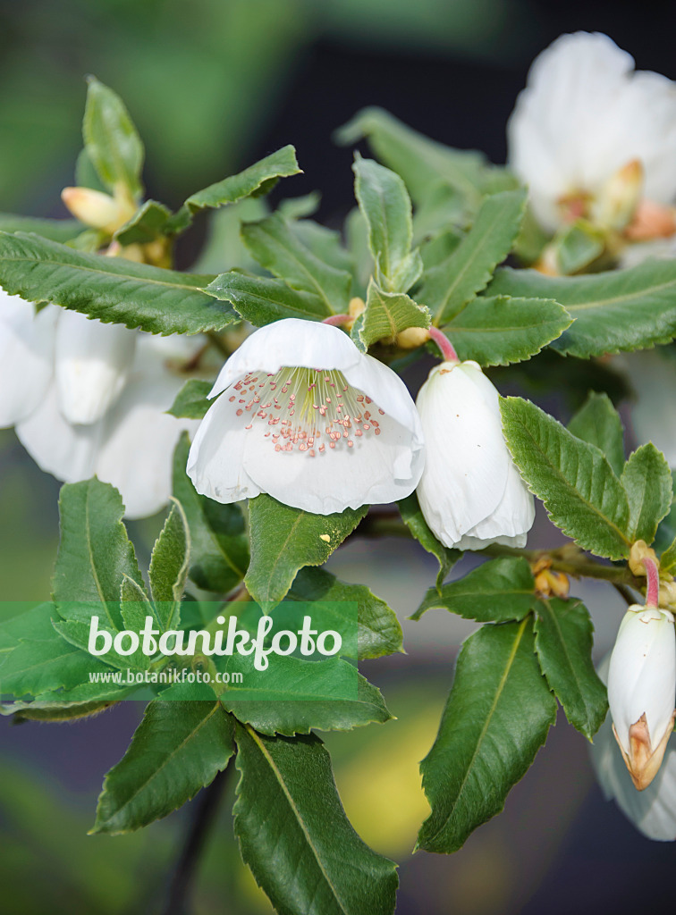 535271 - Chilenischer Kamelienbaum (Eucryphia x nymansensis 'Nymansay')