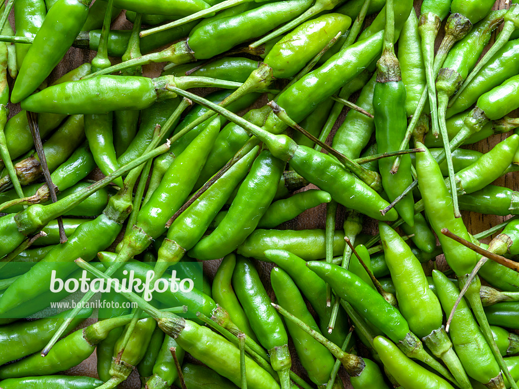 436009 - Chili pepper (Capsicum)