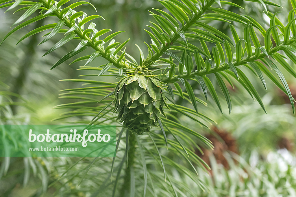 664108 - China fir (Cunninghamia lanceolata)