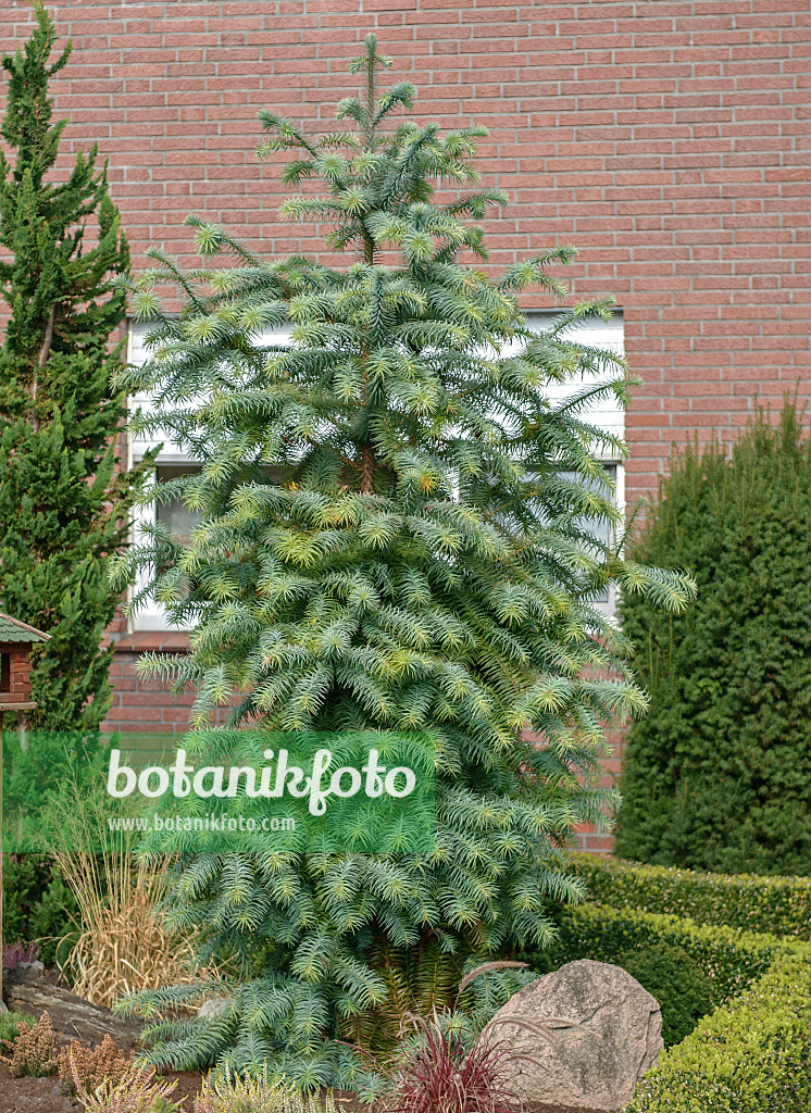 547134 - China fir (Cunninghamia lanceolata 'Glauca')