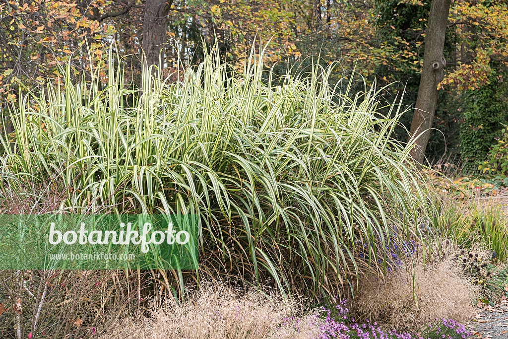 651384 - Chinaschilf (Miscanthus sinensis 'Cabaret')