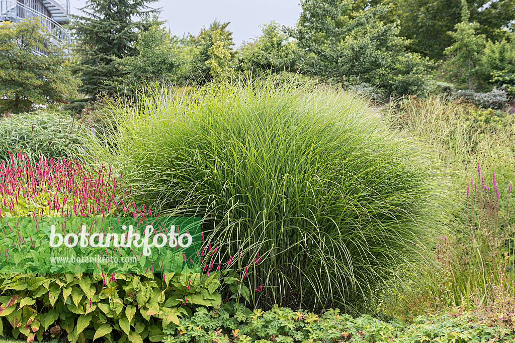 651385 - Chinaschilf (Miscanthus sinensis 'Gracillimus')
