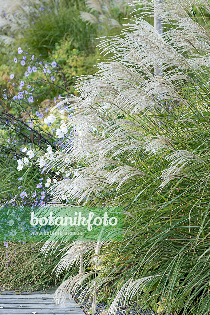 664268 - Chinaschilf (Miscanthus sinensis 'Graziella')
