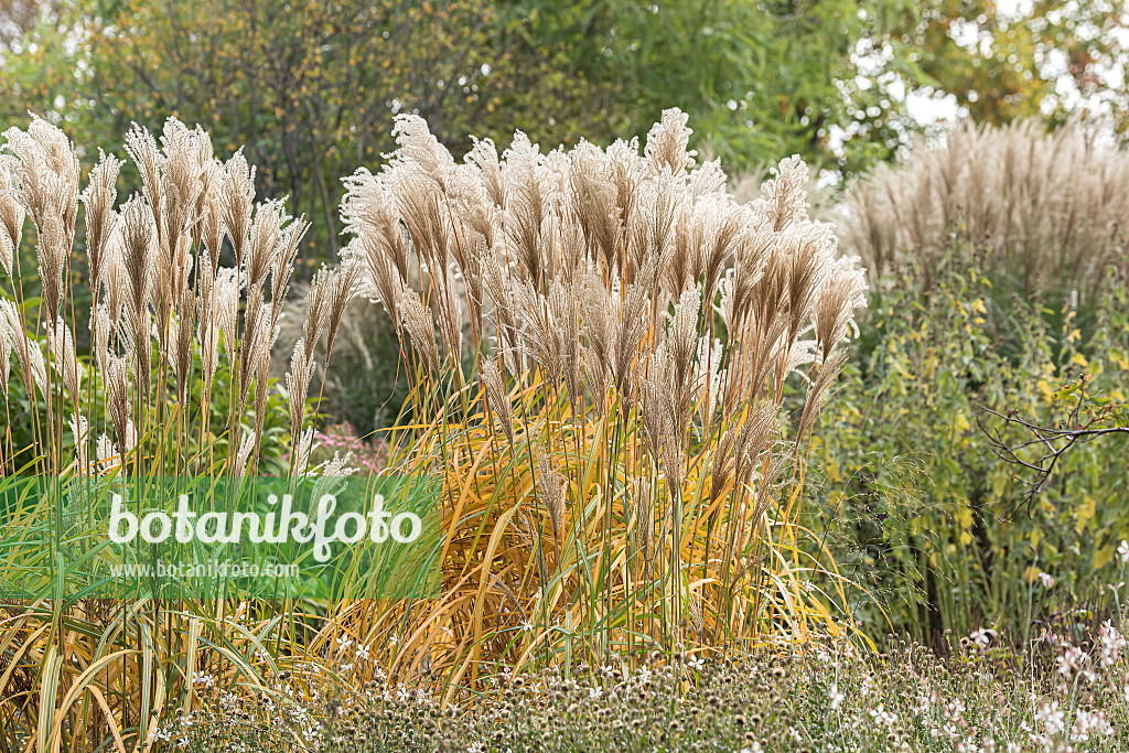 651389 - Chinaschilf (Miscanthus sinensis 'Malepartus')
