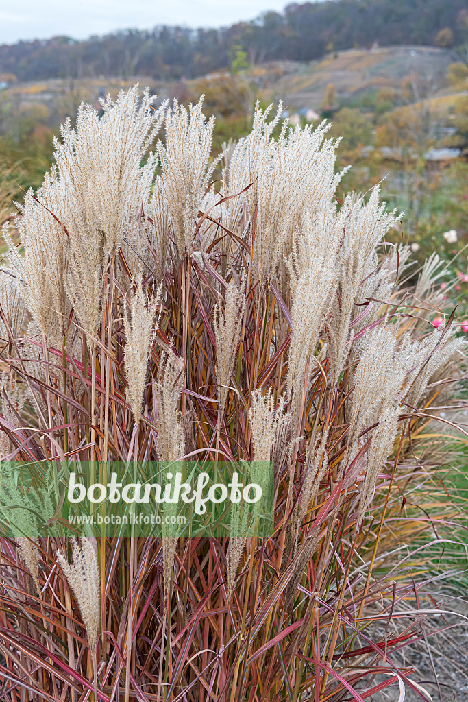 638169 - Chinaschilf (Miscanthus sinensis 'Roter Pfeil')