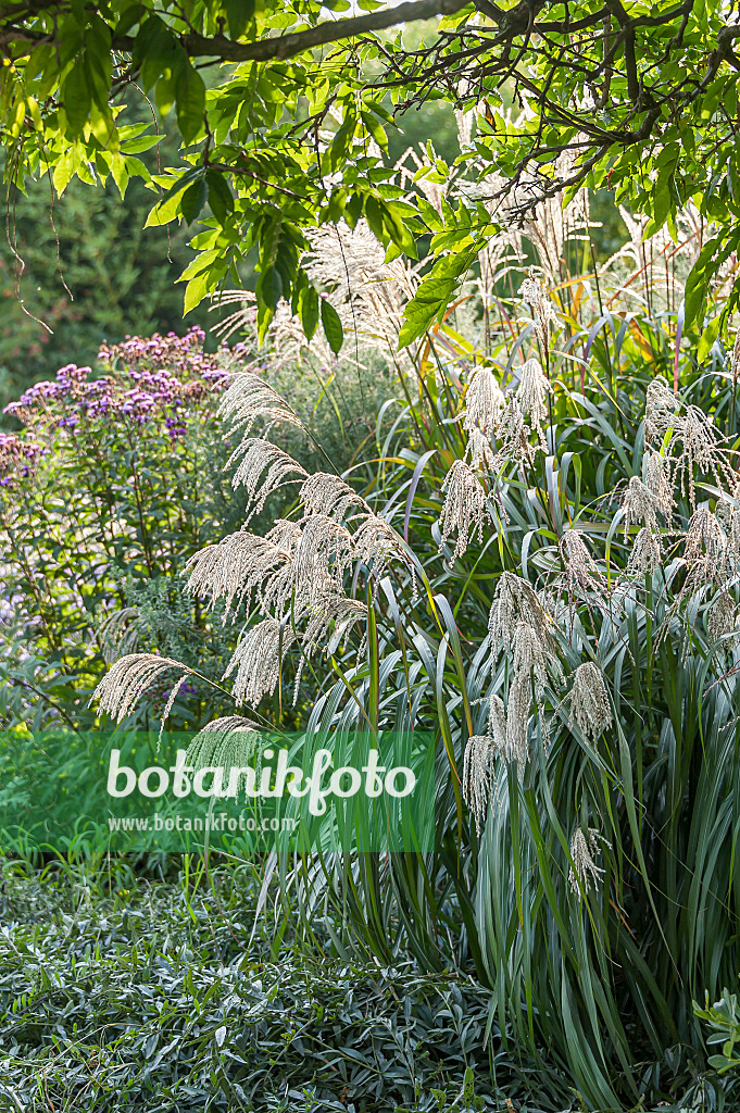 651390 - Chinaschilf (Miscanthus sinensis 'Silberfeder')