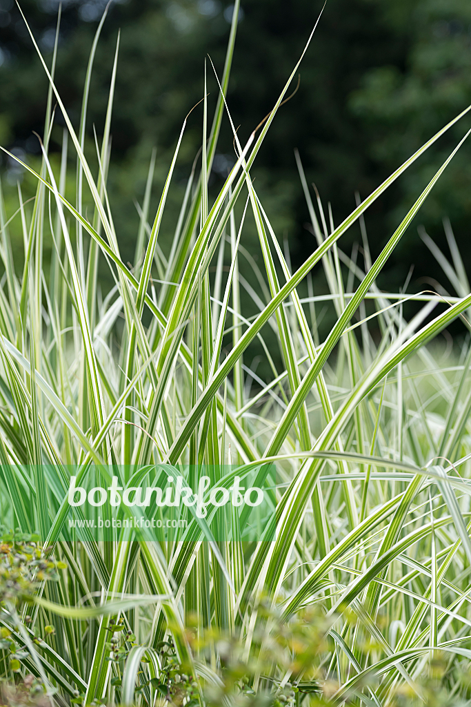 664269 - Chinaschilf (Miscanthus sinensis 'Silberpfeil')