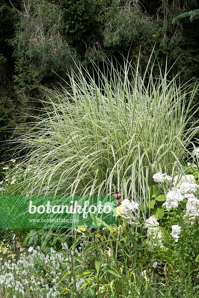 664270 - Chinaschilf (Miscanthus sinensis 'Silberpfeil')