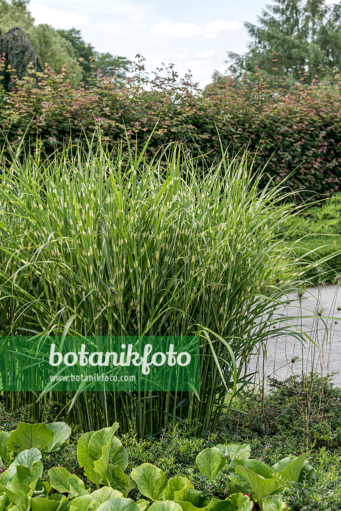 651392 - Chinaschilf (Miscanthus sinensis 'Strictus')