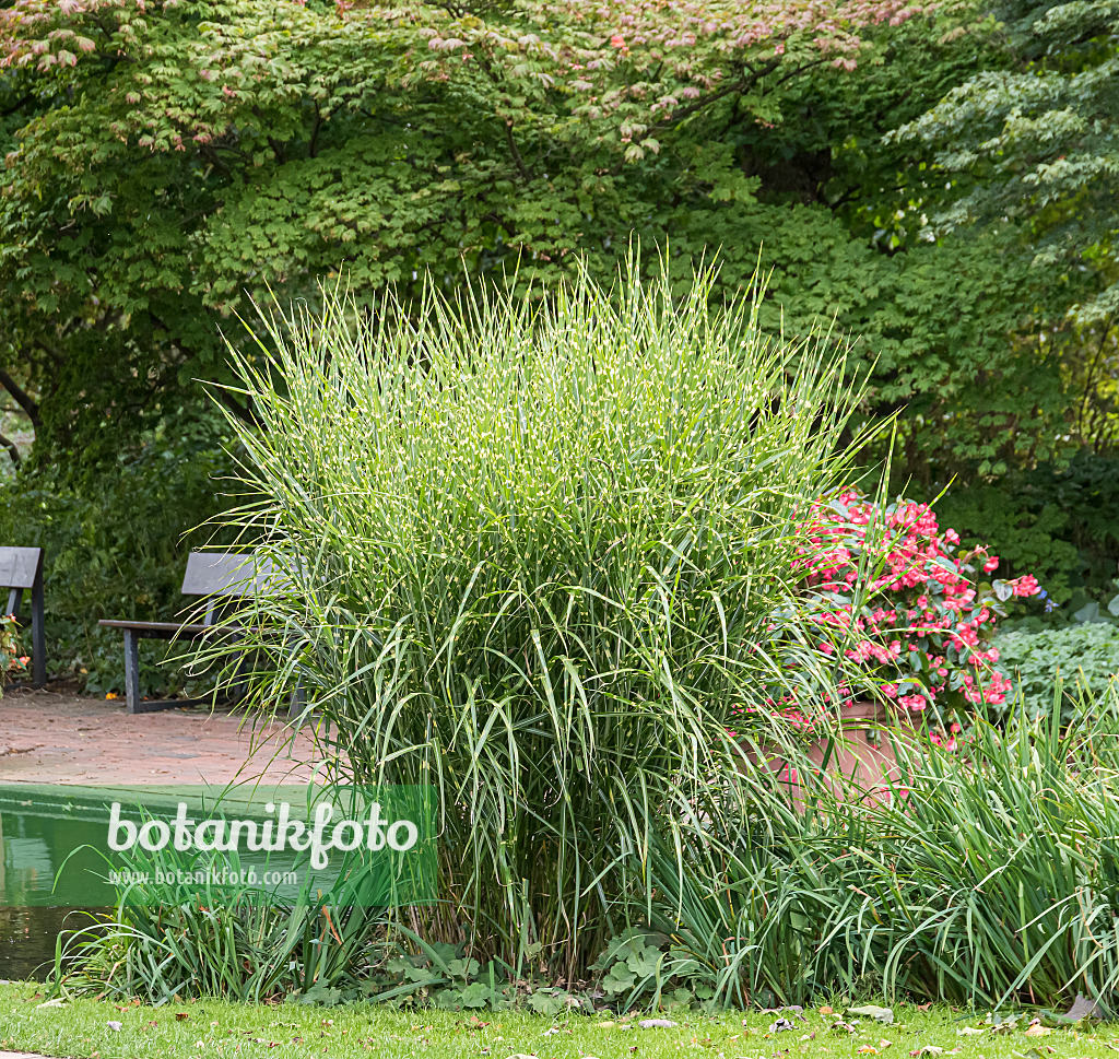 651393 - Chinaschilf (Miscanthus sinensis 'Strictus')