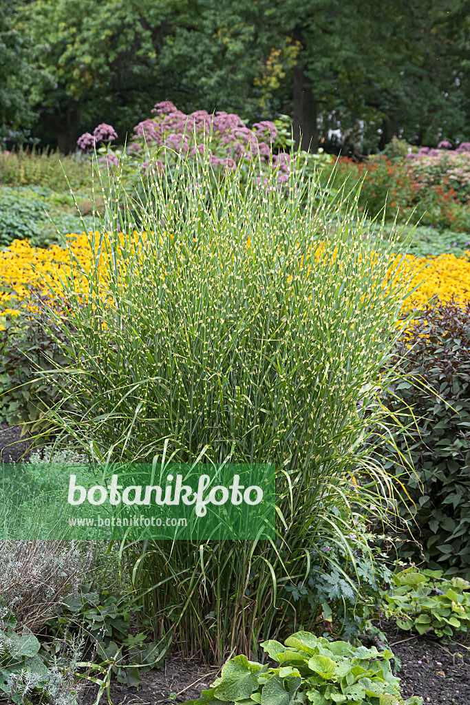 651394 - Chinaschilf (Miscanthus sinensis 'Strictus')