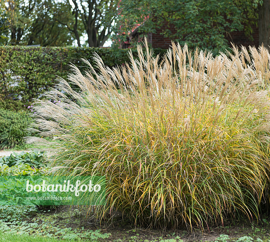 651396 - Chinaschilf (Miscanthus sinensis 'Yaku Jima')
