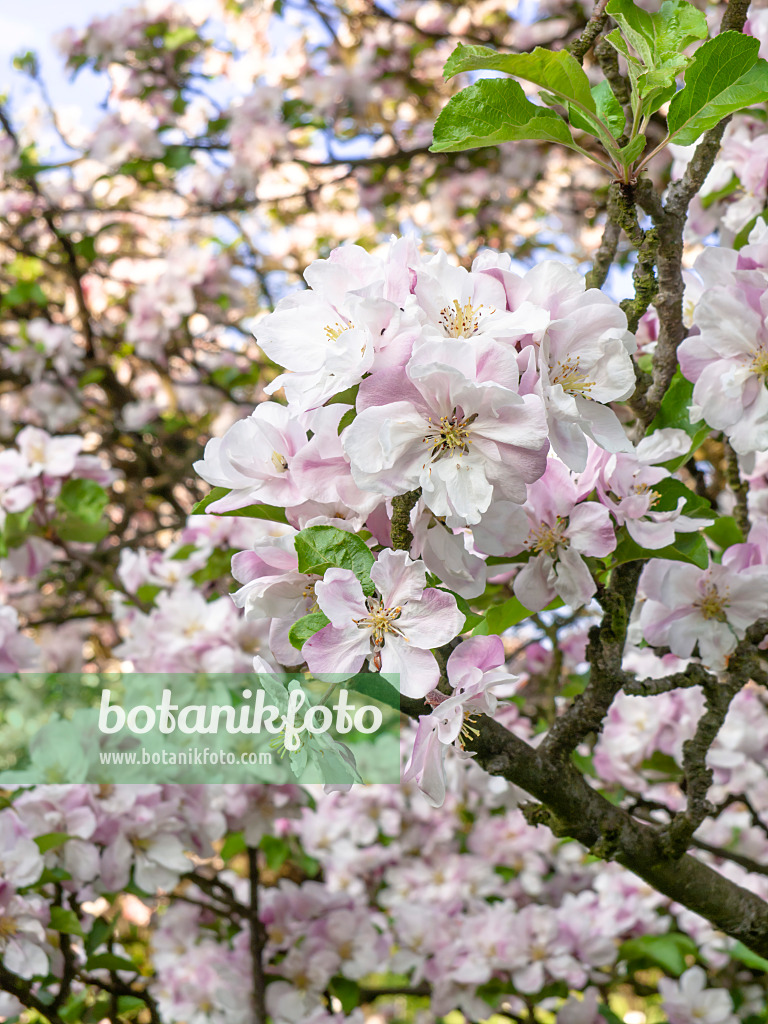 460061 - Chinese crab apple (Malus spectabilis)