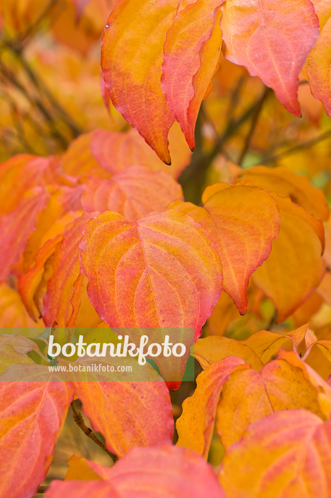 513125 - Chinese dogwood (Cornus kousa var. chinensis)