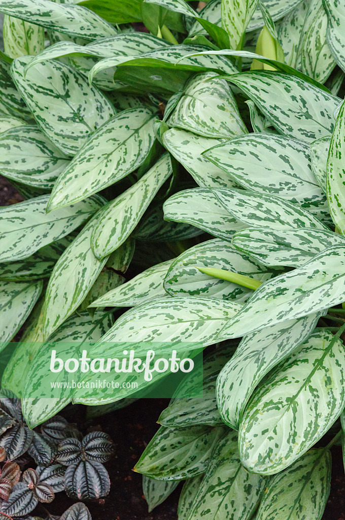 466107 - Chinese evergreen (Aglaonema commutatum 'Parrot Jungle')
