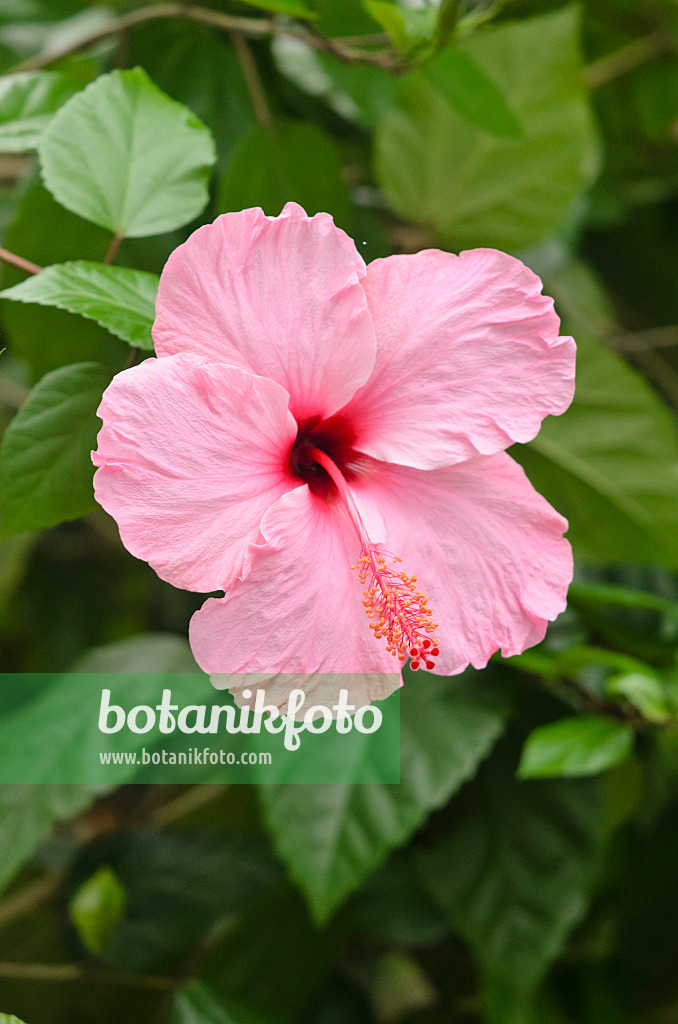 534493 - Chinese hibiscus (Hibiscus rosa-sinensis)