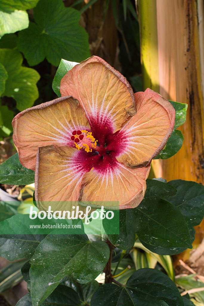 672079 - Chinese hibiscus (Hibiscus rosa-sinensis 'Creme de Cacao')