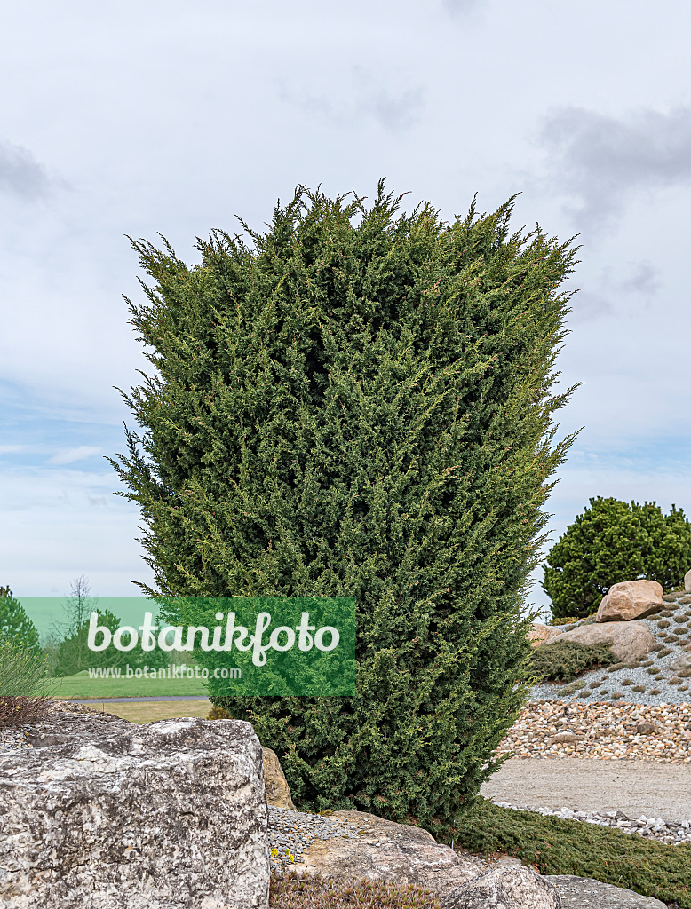 651352 - Chinese juniper (Juniperus chinensis 'Blaauw')