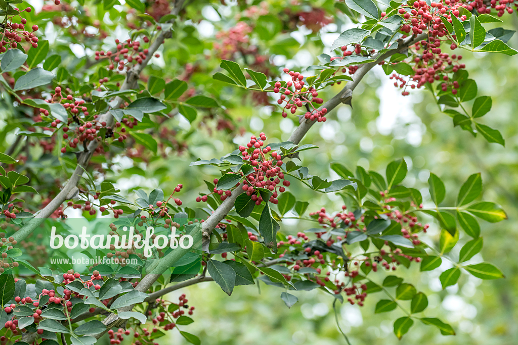 664483 - Chinese prickly-ash (Zanthoxylum simulans)