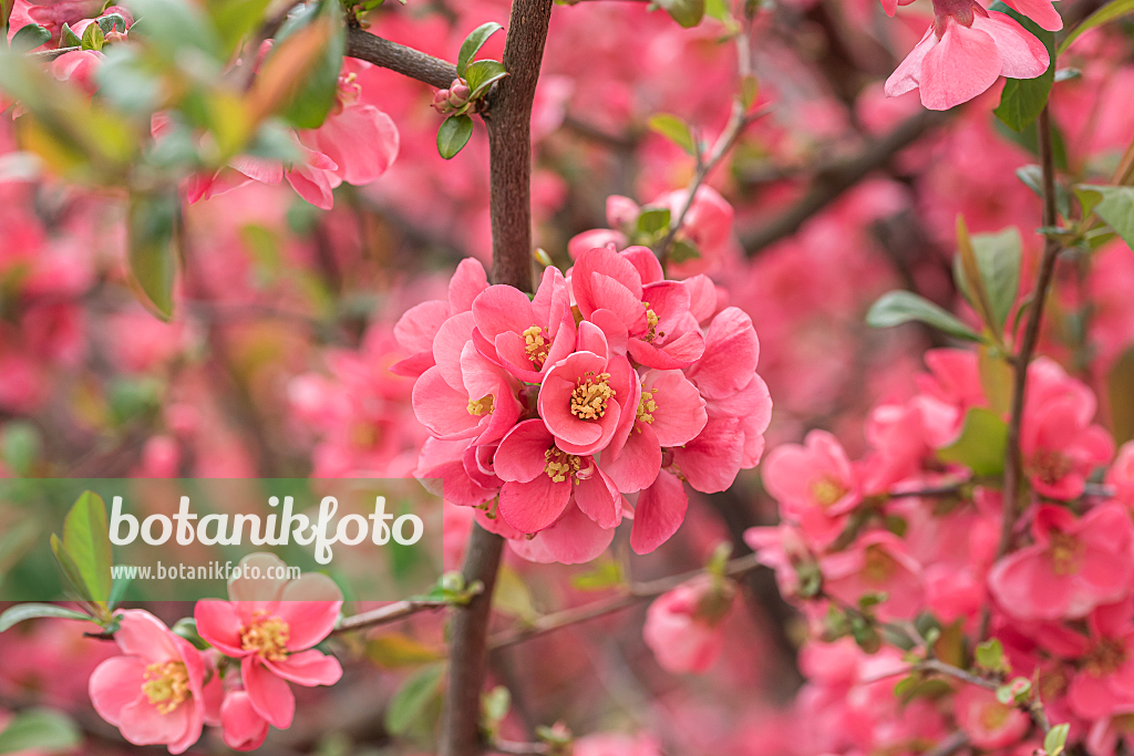664070 - Chinese quince (Chaenomeles speciosa)