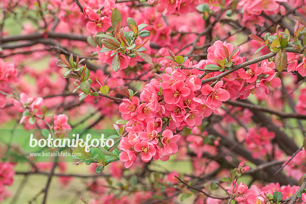 664071 - Chinese quince (Chaenomeles speciosa)
