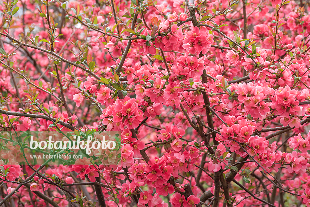 664072 - Chinese quince (Chaenomeles speciosa)