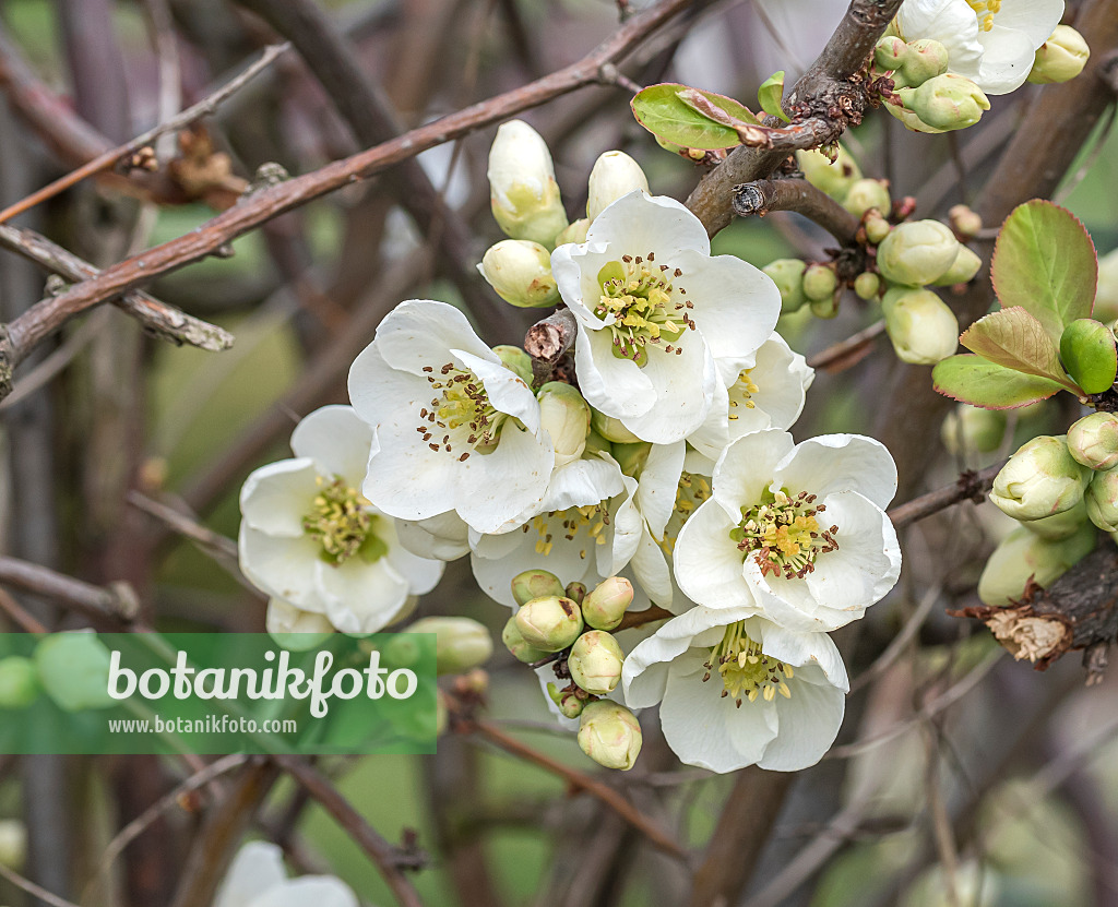 651165 - Chinese quince (Chaenomeles speciosa 'Nivalis')