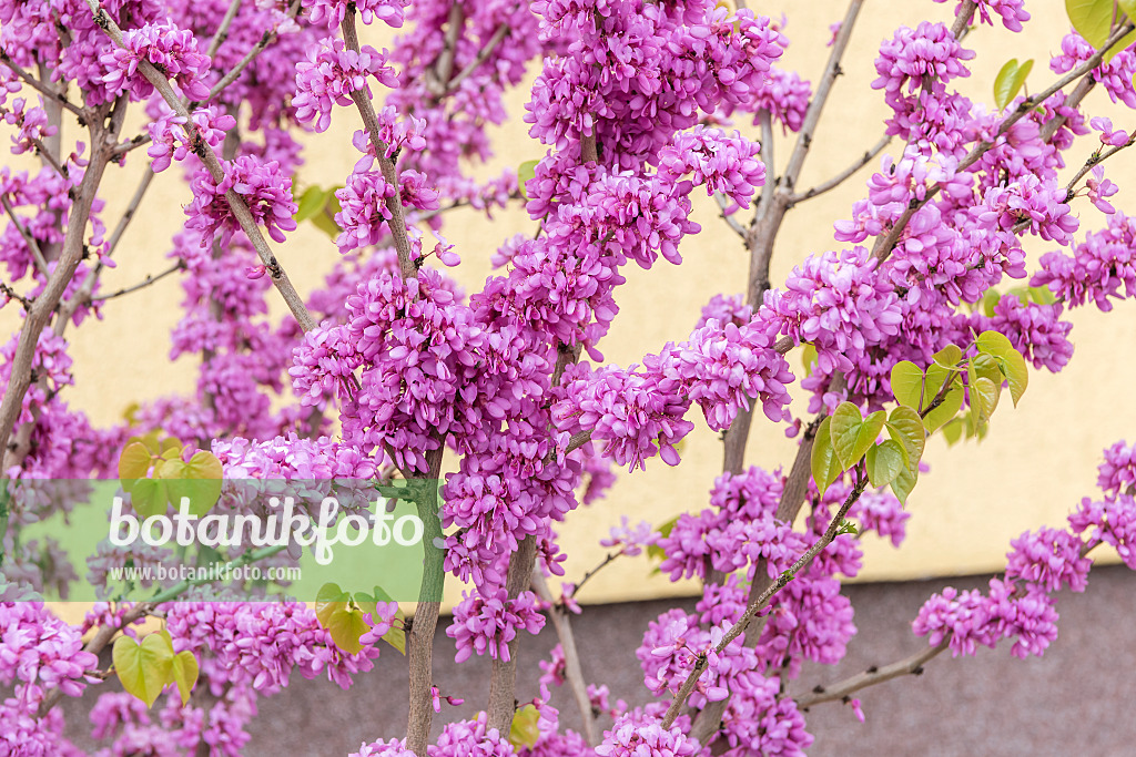 625152 - Chinese redbud (Cercis chinensis 'Avondale')
