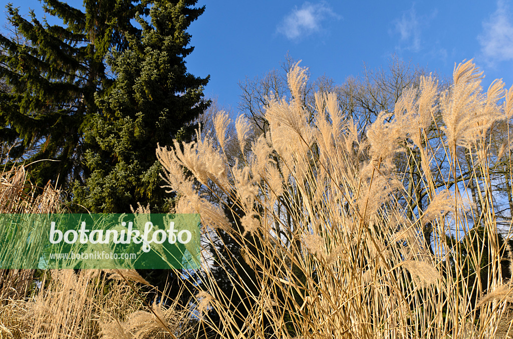 493018 - Chinese silver grass (Miscanthus sinensis)