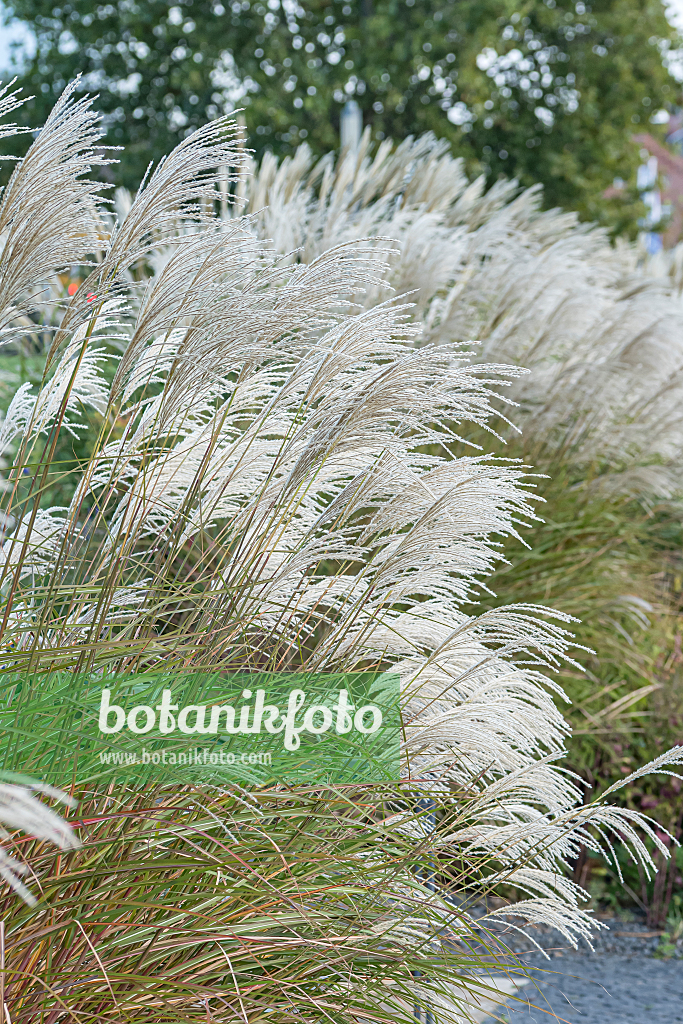 664267 - Chinese silver grass (Miscanthus sinensis 'Graziella')