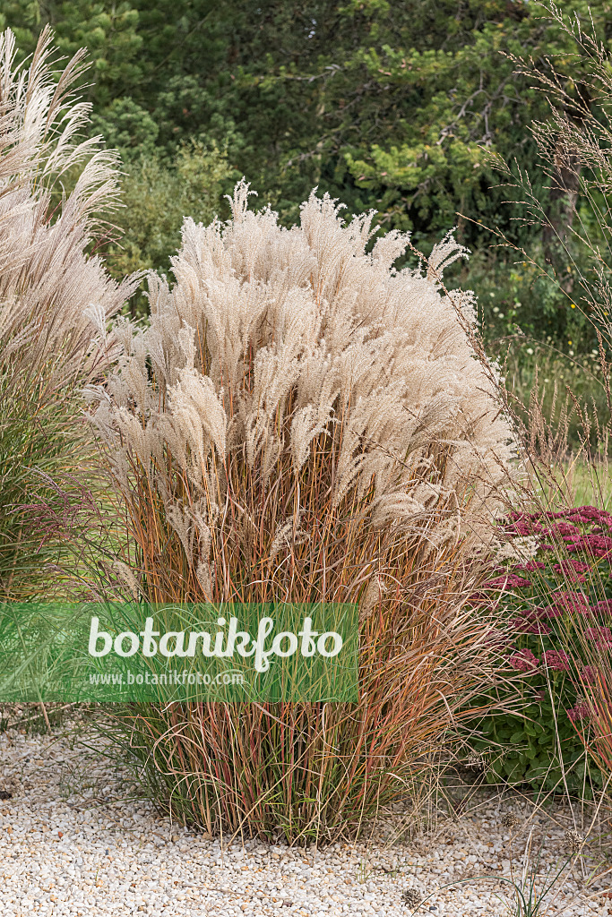616428 - Chinese silver grass (Miscanthus sinensis 'Kleine Fontäne')