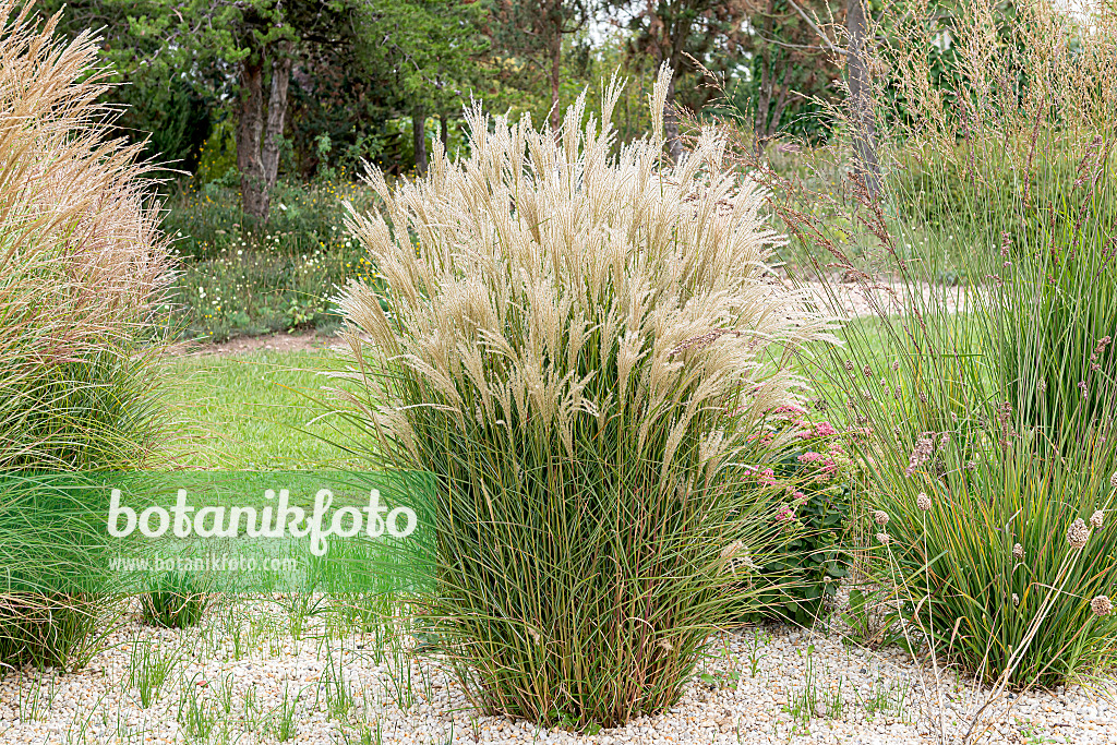 651386 - Chinese silver grass (Miscanthus sinensis 'Kleine Fontäne')