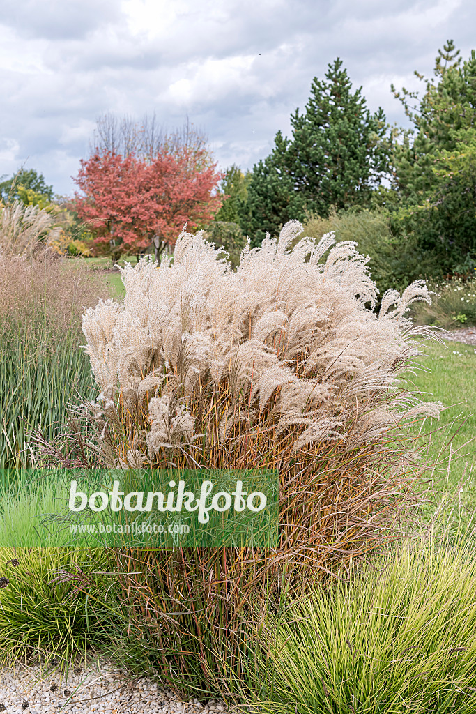 651387 - Chinese silver grass (Miscanthus sinensis 'Kleine Fontäne')