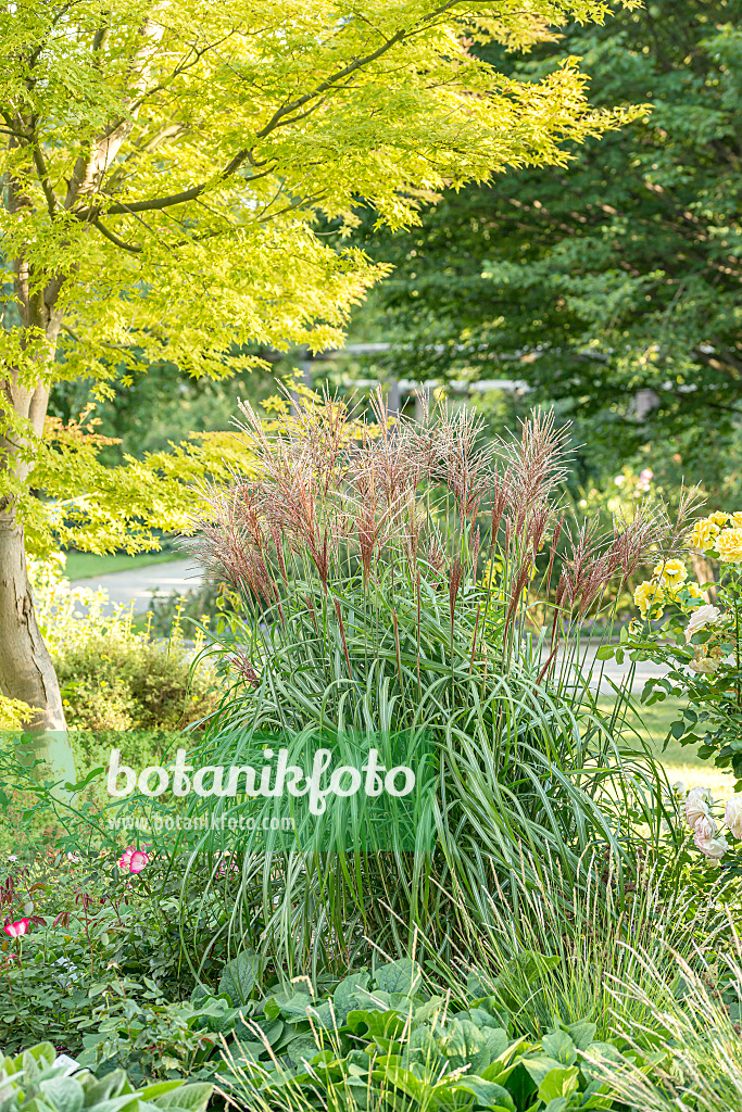 651388 - Chinese silver grass (Miscanthus sinensis 'Malepartus')