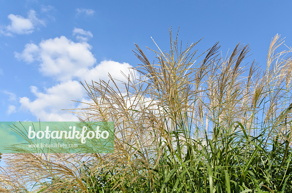 499162 - Chinese silver grass (Miscanthus sinensis 'Silberfeder')