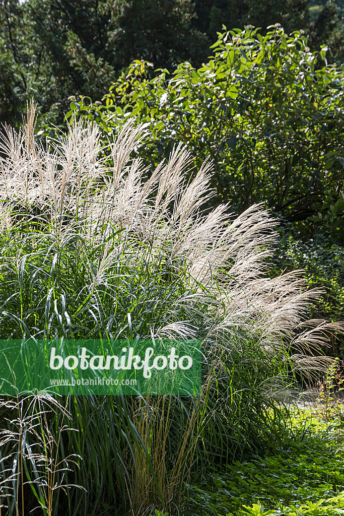 651391 - Chinese silver grass (Miscanthus sinensis 'Silberfeder')