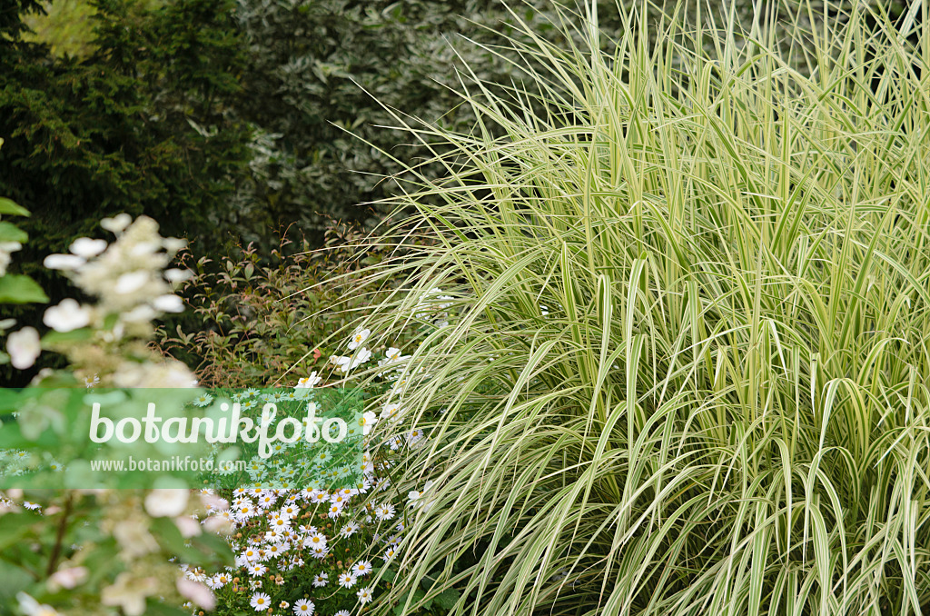 572060 - Chinese silver grass (Miscanthus sinensis 'Variegata' syn. Miscanthus sinensis 'Variegatus')