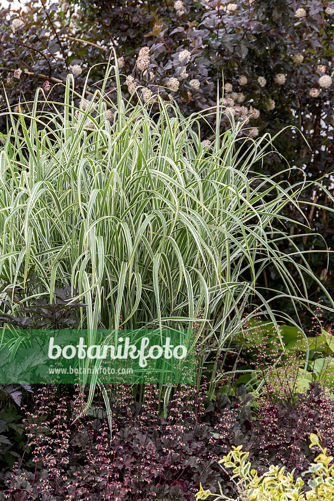 651395 - Chinese silver grass (Miscanthus sinensis 'Variegata' syn. Miscanthus sinensis 'Variegatus')