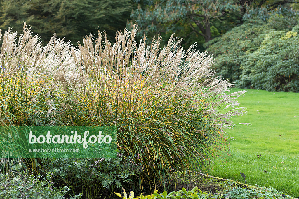 651397 - Chinese silver grass (Miscanthus sinensis 'Yaku Jima')