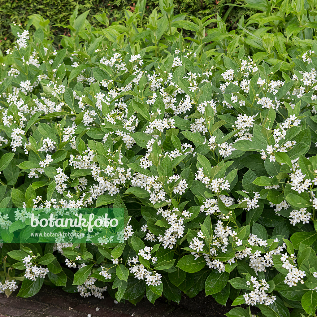 664113 - Chinese swallowwort (Vincetoxicum ascyrifolium syn. Cynanchum ascyrifolium)