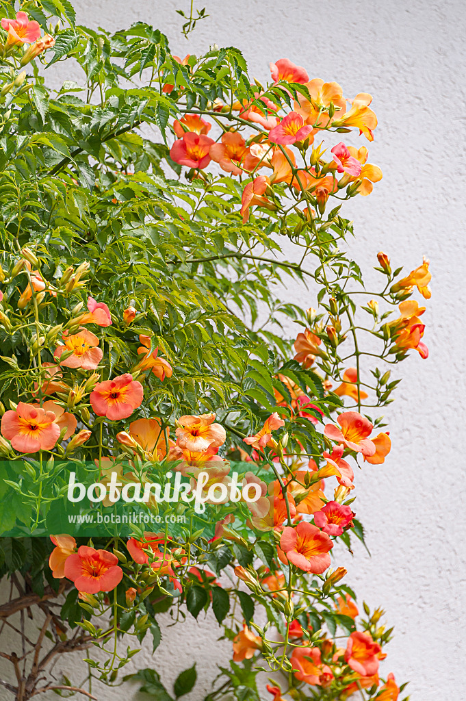 651136 - Chinese trumpet vine (Campsis grandiflora)